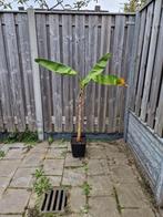 verschillende musa soorten in een koop bananen planten, Ophalen, Fruitplanten, Volle zon