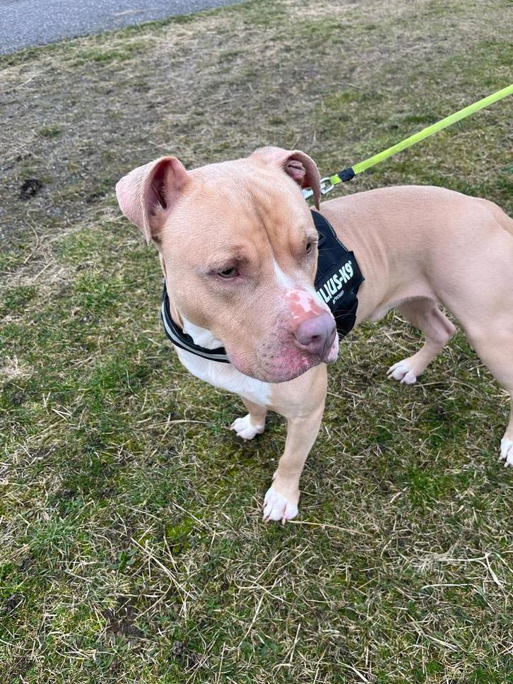 *NTK* AMERICAN BULLY (Rednose) DEKREU, Dieren en Toebehoren, Honden | Jack Russells en Terriërs, Reu, Bull Terriër, Particulier