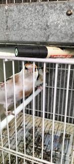 Majoor Putter koppel pop pont2024 man scripati 2022 uit egel, Dieren en Toebehoren, Meerdere dieren, Wildzangvogel