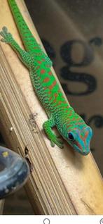 Phelsuma Grandis blue blood gezocht, Dieren en Toebehoren, Reptielen en Amfibieën, Amfibie