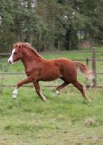 Hengstveulen Welsh A, Dieren en Toebehoren, Pony's, Hengst, Ontwormd, 0 tot 2 jaar