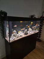 Juwel Rio 240 Aquarium Compleet + Malawi bestand, Ophalen, Gebruikt, Gevuld zoetwateraquarium