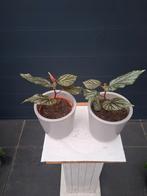 Begonia planten in pot, Huis en Inrichting, Kamerplanten, Ophalen, In pot, Halfschaduw, Minder dan 100 cm