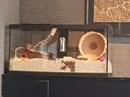 Hamsterkooi met heel veel spullen erbij..., Dieren en Toebehoren, Kooi, Gebruikt, Hamster, 75 tot 110 cm
