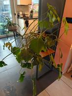 Monstera met pot, Ophalen, Halfschaduw, Minder dan 100 cm