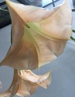 Brugmansia kamerplanten wit of geel stekjes bloempotten, Overige soorten, In pot, Minder dan 100 cm, Bloeiende kamerplant