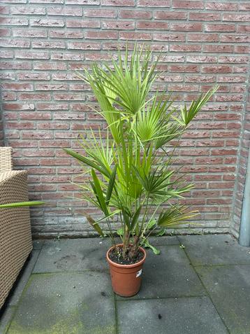 Dwergpalm beschikbaar voor biedingen