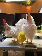 paas kippen, Ophalen