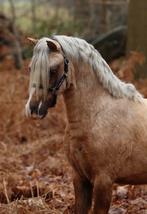 3 prachtige welsh pony’s aangeboden, Met stamboom, Ruin, 3 tot 6 jaar, B pony (1.17m tot 1.27m)