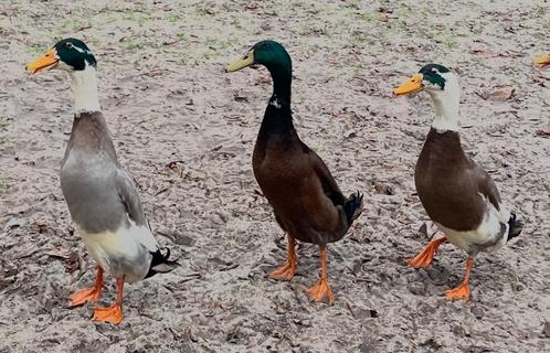 1 loopeend, woerd, Dieren en Toebehoren, Pluimvee, Eend, Mannelijk