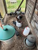 Jonge marans hanen, Dieren en Toebehoren, Mannelijk, Kip