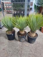yucca rostrata op stam, Tuin en Terras, Planten | Tuinplanten, Zomer, Vaste plant, Overige soorten, Ophalen