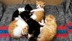 5 prachtige gesocialiseerde boerderijkittens te koop, Dieren en Toebehoren, Katten en Kittens | Overige Katten, Kater