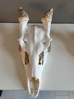 Edelhert gewei, Ophalen of Verzenden