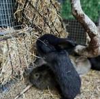 2 leuke zwarte baby konijntjes te koop, Meerdere dieren, Dwerg
