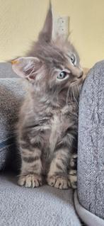 Maine coon kittens, Meerdere dieren, Gechipt, 0 tot 2 jaar
