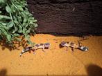 Jonge luipaardgekko's, Dieren en Toebehoren, Reptielen en Amfibieën, Hagedis, 0 tot 2 jaar