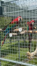 Koppel Groenvleugel ara’s, Dieren en Toebehoren, Vogels | Parkieten en Papegaaien, Meerdere dieren, Papegaai