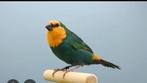 Gezocht roodkoppapegaai amadine man, Dieren en Toebehoren, Vogels | Overige Vogels, Meerdere dieren, Tropenvogel