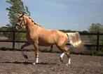 Lieve palomino andalusier pre cruzado merrie, Merrie, Dressuurpaard, 3 tot 6 jaar, L