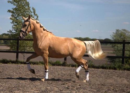 Lieve palomino andalusier pre cruzado merrie, Dieren en Toebehoren, Paarden, Merrie, L, 160 tot 165 cm, 3 tot 6 jaar, Dressuurpaard