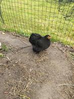 Cochin hennen en hanen, Dieren en Toebehoren, Pluimvee, Meerdere dieren, Kip