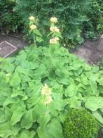 Brandkruid, Phlomis russeliana, Overige soorten, Vaste plant, Ophalen of Verzenden, Halfschaduw