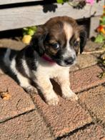 Boerenfox kooiker pups!, Rabiës (hondsdolheid), Overige rassen, 8 tot 15 weken, Meerdere