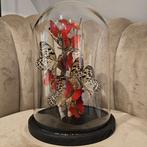 Vlinderstolp/Vlinders in stolp, Wings & Flowers, Nieuw, Ophalen of Verzenden, Wingsandflowers@outlook.com