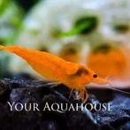 orange sakura | leidingwatergarnaal, Kreeft, Krab of Garnaal, Zoetwatervis, Schoolvis