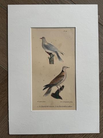 1830 - La Tourterelle - de tortel - Vogel - oud beschikbaar voor biedingen
