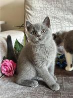 Britse korthaar kittens blauw met stamboom, Dieren en Toebehoren, Meerdere dieren, Gechipt, 0 tot 2 jaar