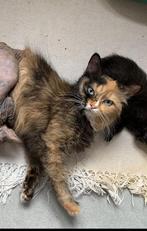 Devon rex sphynx kittens katten, Dieren en Toebehoren, Meerdere dieren, Gechipt, 0 tot 2 jaar