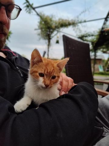 Super mooie en lieve kittens beschikbaar voor biedingen