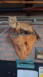Opgezette Steenmarter op Houten Plaat, Verzamelen, Dierenverzamelingen, Ophalen of Verzenden