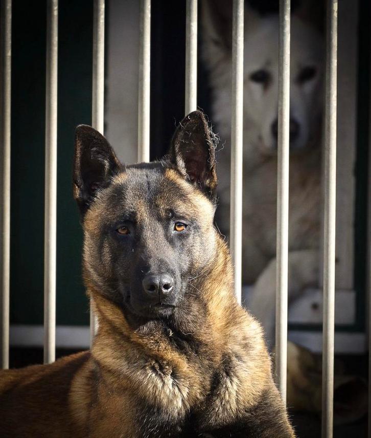 Mechelaar /Mechelse herder ter dekking, Dieren en Toebehoren, Honden | Dekreuen, Reu, Particulier, Eén hond, België, 1 tot 2 jaar