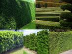 Topkwaliteit hagen, Tuin en Terras, Ophalen of Verzenden, Bloeit niet, Overige soorten, Volle zon