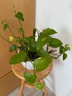 Golden pothos, Huis en Inrichting, Kamerplanten, Ophalen, Halfschaduw, Minder dan 100 cm