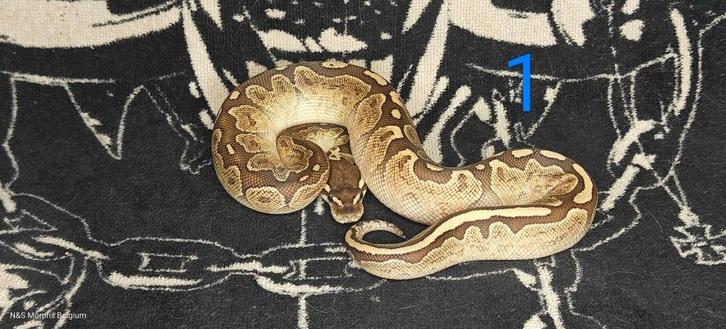 group ball pythons (Houten)