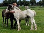 Zeer lief drumhorse hengst veulen., Dieren en Toebehoren, Paarden, Gechipt, 0 tot 2 jaar, Hengst, 160 tot 165 cm