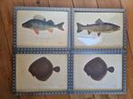 4 vintage ikea vissen lithografie in mooie lijsten, Huis en Inrichting, Minder dan 50 cm, Onbekend, Ophalen of Verzenden, Onbekend