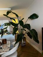 Strelitzia, Huis en Inrichting, Kamerplanten, Ophalen, 200 cm of meer, Overige soorten, Halfschaduw