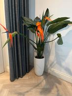 Prachtige Kunst Strelitzia - Paradijsvogelbloem, Overige soorten, In pot, Minder dan 100 cm, Bloeiende kamerplant