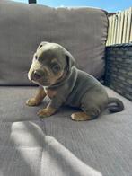 American bully puppies, Overige rassen, 8 tot 15 weken, Meerdere, Meerdere dieren