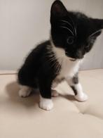 kittens, Dieren en Toebehoren, Katten en Kittens | Raskatten | Korthaar, Meerdere dieren, 0 tot 2 jaar