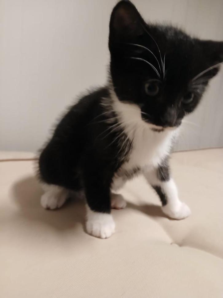 kittens, Dieren en Toebehoren, Katten en Kittens | Raskatten | Korthaar, Meerdere dieren, 0 tot 2 jaar