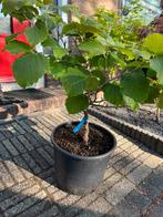 Hamamelis Diane, Tuin en Terras, Planten | Bomen, Ophalen, Overige soorten