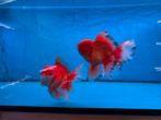 Koppel red white oranda HQ, Dieren en Toebehoren, Vis