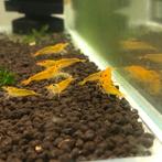 Caridina Yellow Kingkong garnalen, Dieren en Toebehoren, Kreeft, Krab of Garnaal, Zoetwatervis, Schoolvis