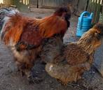zijdehoen, Dieren en Toebehoren, Meerdere dieren, Kip